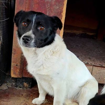 Sadie